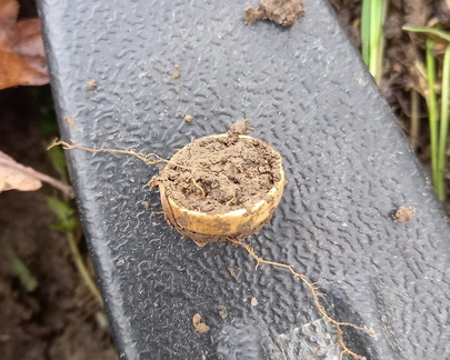 Gold ring 1/2